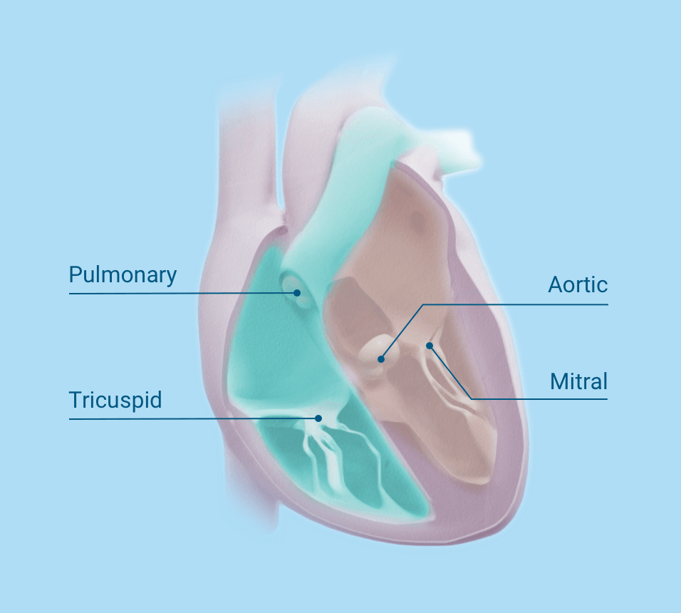 Heart image showing the locations of the 4 heart valves: pulmonary valve, tricuspid valve, aortic valve, and mitral valve.